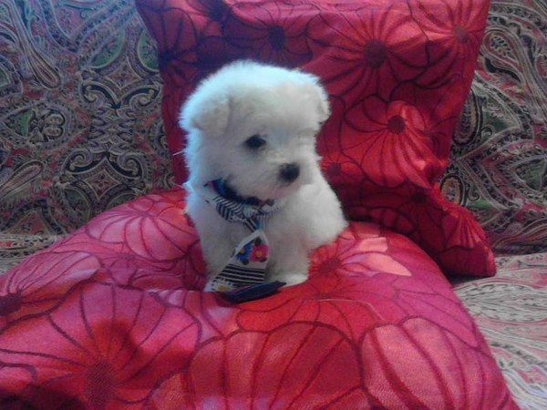  Cucciolo volpini della pomerania