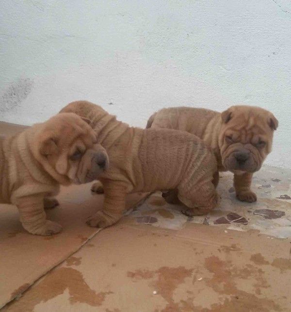Cuccioli di Sharpei