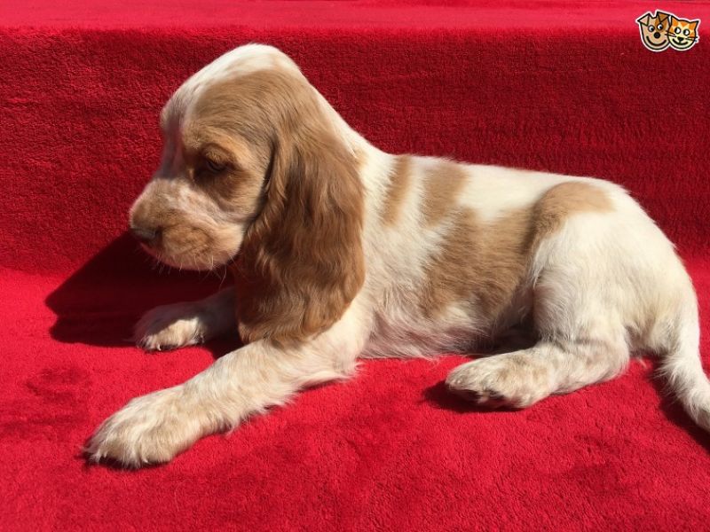 Regalo bambini cocker spaniel cuccioli