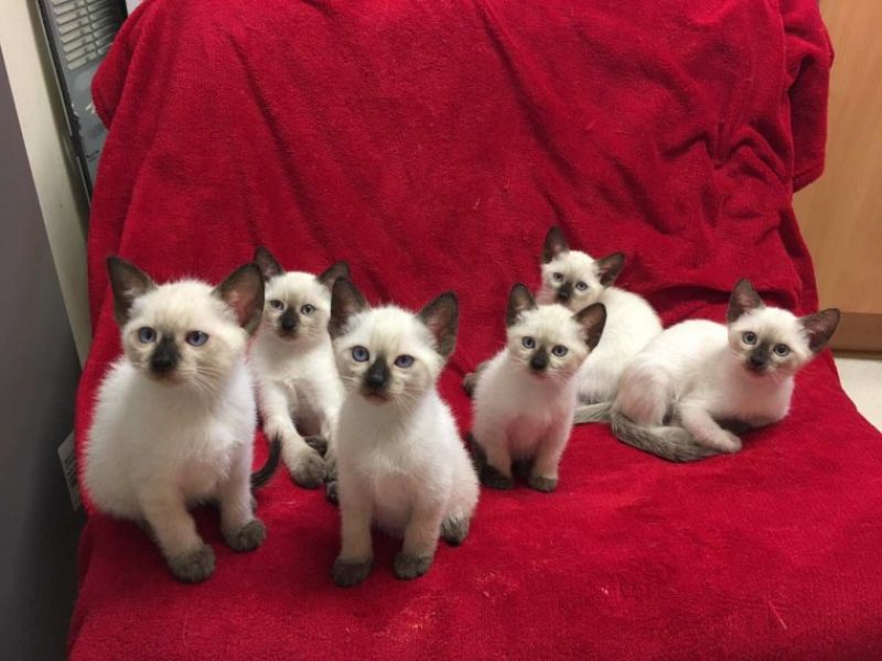 Gattino bambino Siamese in regalo