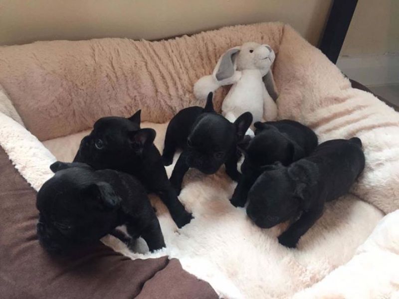 Sani maschio e femmina cuccioli di bulldog francese per adozione 