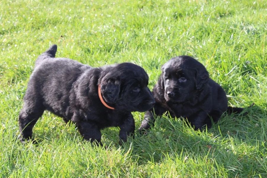 Regalo cuccioli di TERRANOVA