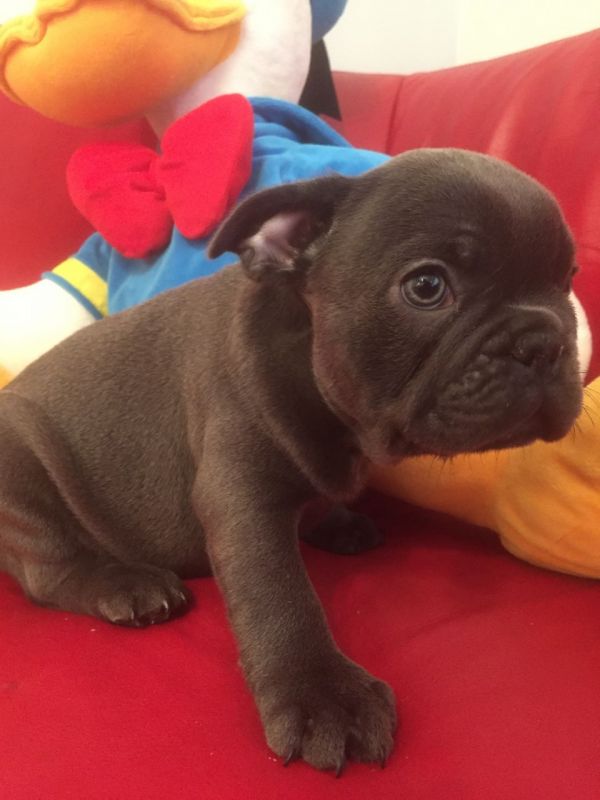 Disponibile cucciolo di bulldog francese