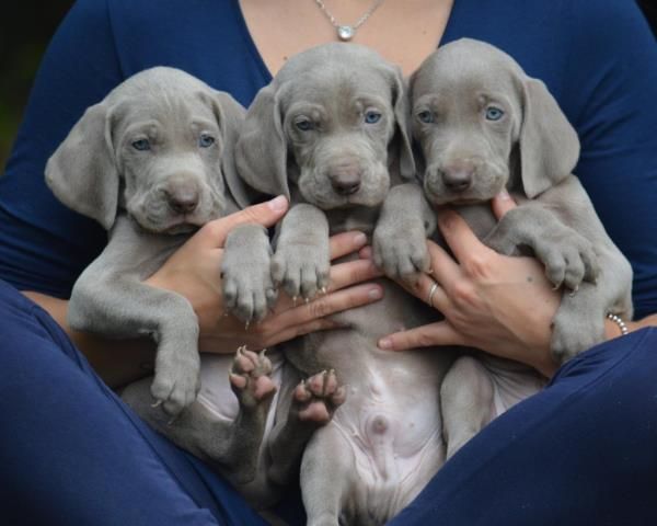 Regalo Cucciolata di weimaraner