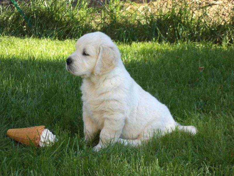 Golden Retriever cuccioli disponibili 