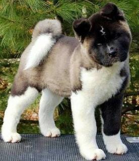 Cuccioli di akita-inu  ( per regalo )