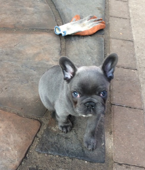 Bellissime Cuccioli di bulldog francese