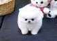 Eccellente cucciolo di Pomerania