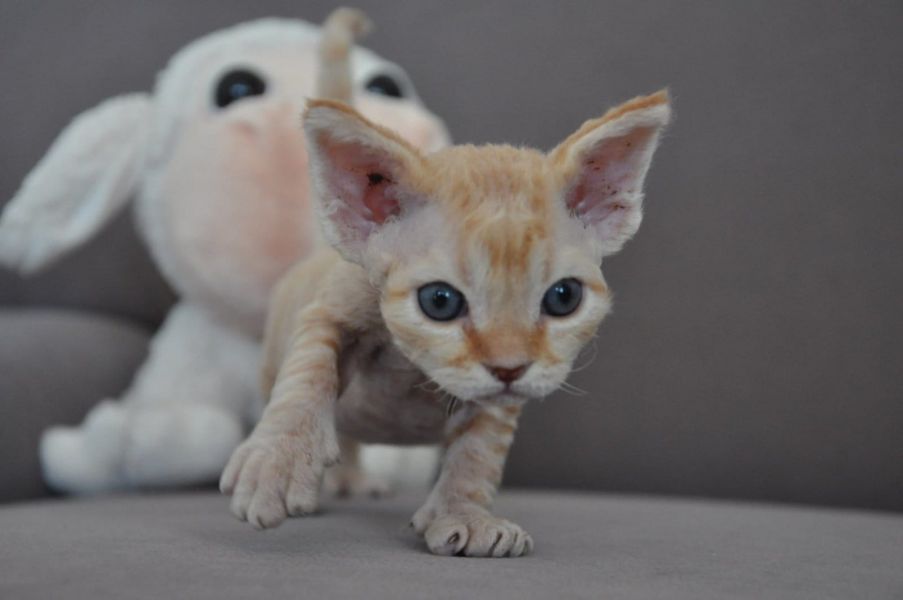  gattini Devon rex   per adozione ( regalo  )