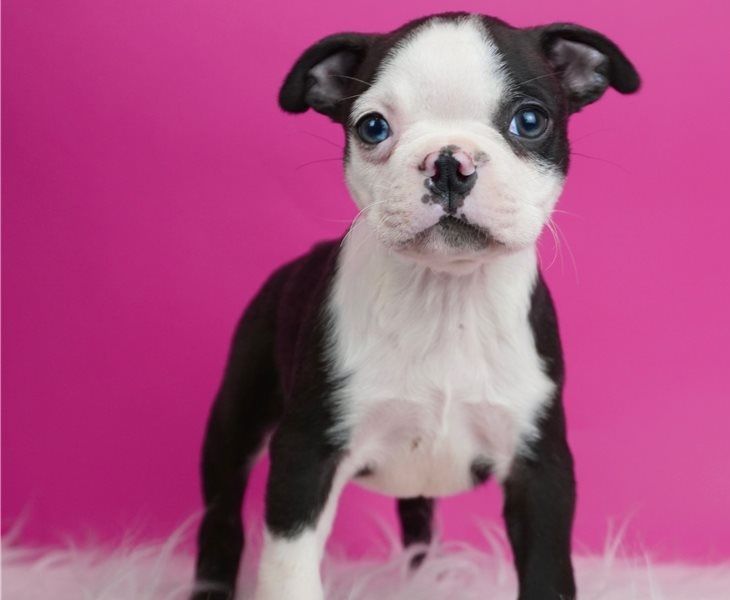 Boston terrier cuccioli introvabili cuccioli di Boston terrier intelligenti e dolcissimi attaccati a