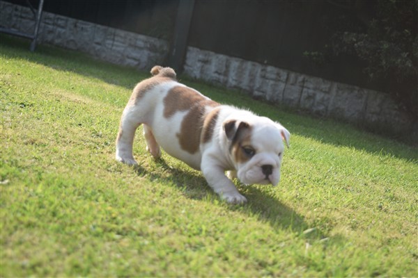 Regalo Bulldog inglese cuccioli disponibili
