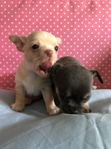 Regalo cuccioli di chihuahua Mini toy