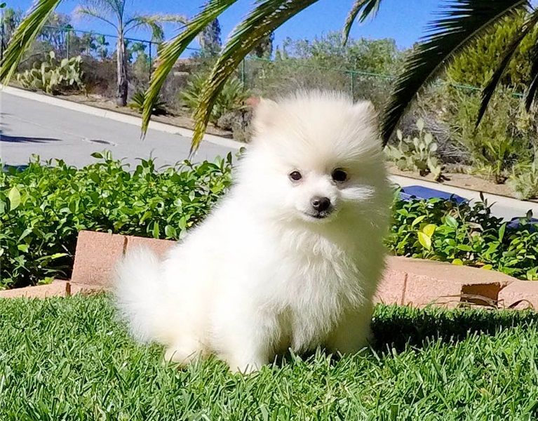  cuccioli di volpino pomeranian  ( per regalo )
