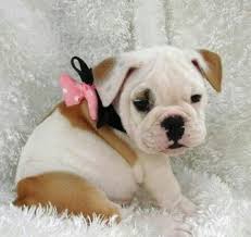 Due migliori cuccioli di bulldog inglese#$@