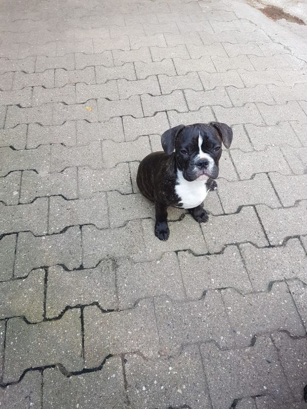 Maschio e femmina adorabile bulldog francese  cuccioli disponibili per l'adozione