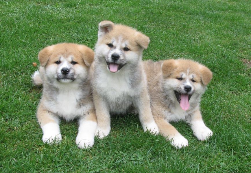  cuccioli di akita-inu  ( per regalo )