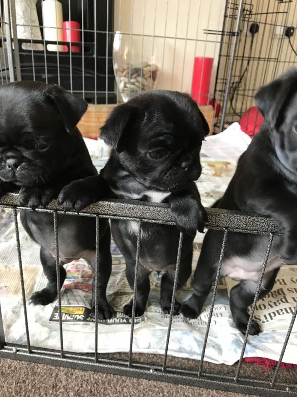 Bellissimi cuccioli carlino