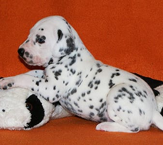  regalo cuccioli di dalmata disponibili per l'adozione