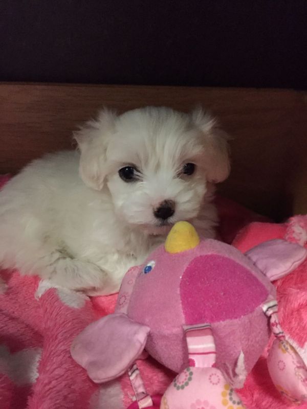 Cuccioli maltese mini toy con pedigree 