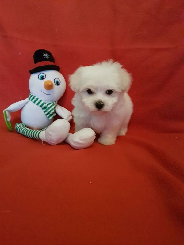 Cuccioli maltese mini toy con pedigree 