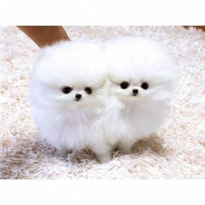 Pomeranian