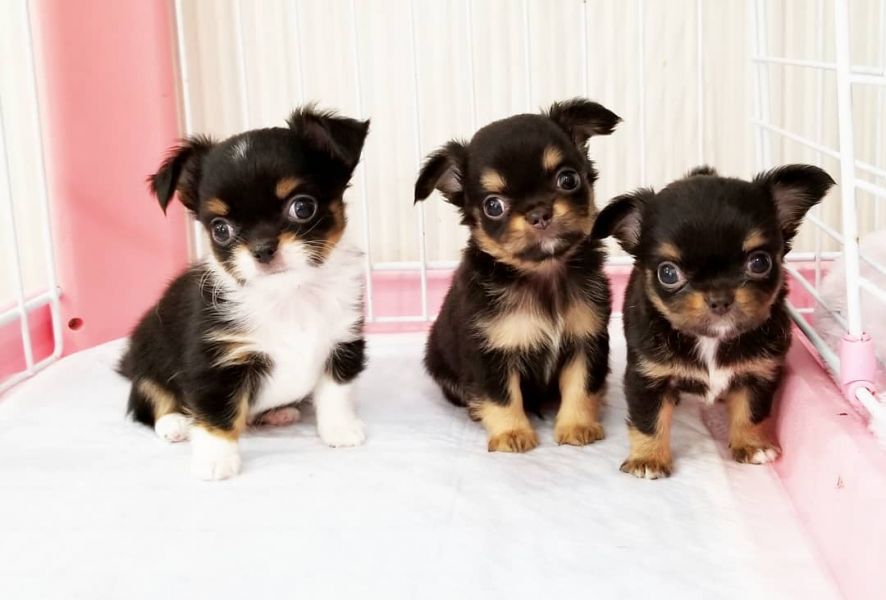 Offro In regalo Cuccioli di CHIHUAHUA, 1 maschio e 2 femmina