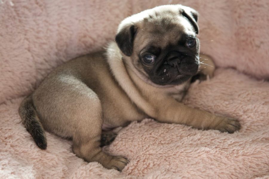  cuccioli di carlino  per adozione ( regalo  )