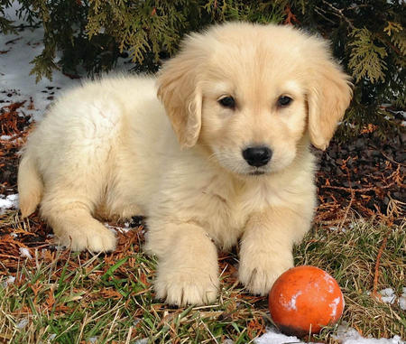 Cuccioli di golden retriever femminucce e maschietti disponibili per l'adozione