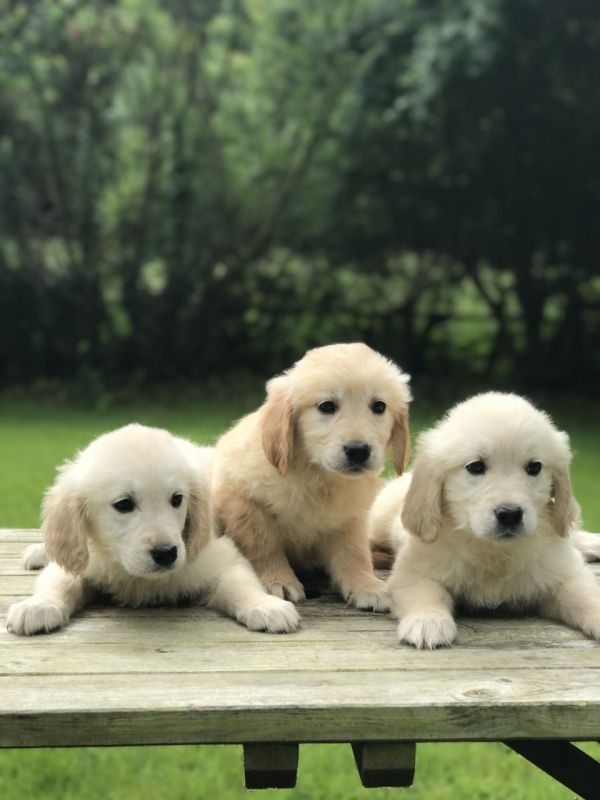 Regalo Cuccioli di Golden retriever in pronta consegna