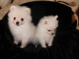 Regalo Volpini cuccioli di pomerania