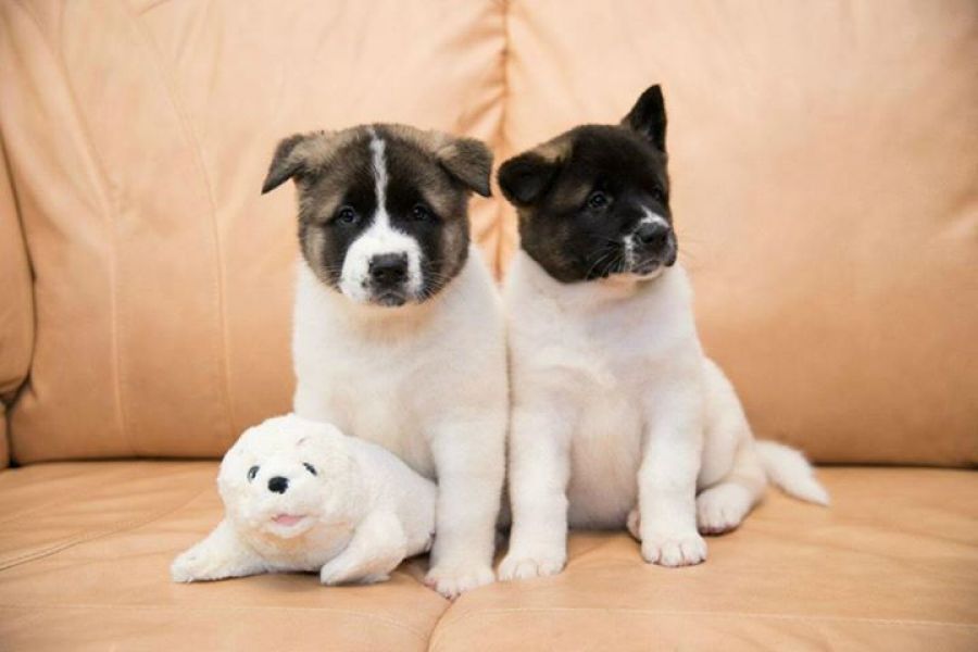Regalo akita inu