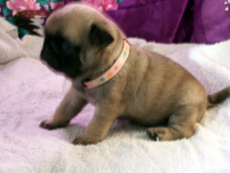 Bellissimi cuccioli carlino