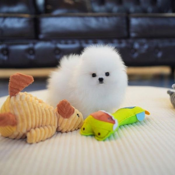 Cuccioli di Pomerania ora disponibili