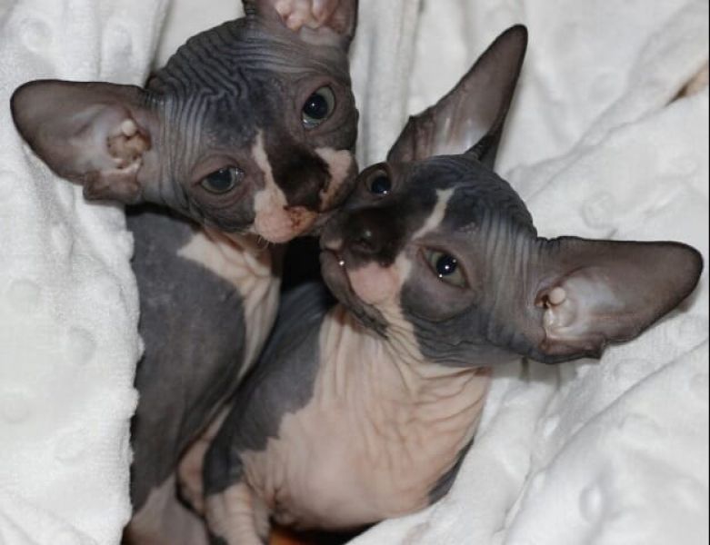 Gattini di Sphynx   ( per regalo )