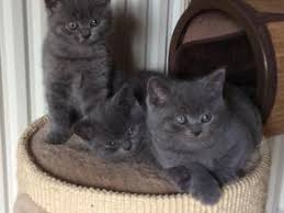 British Shorthair Blu con pedigree colori rari