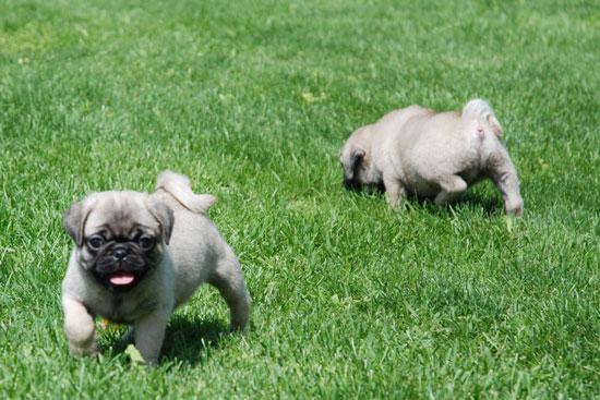 Cuccioli adorabili carlno disponibili