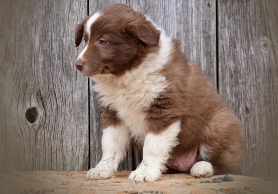 Regalo Cucciolo di Border collie in pronta consegna