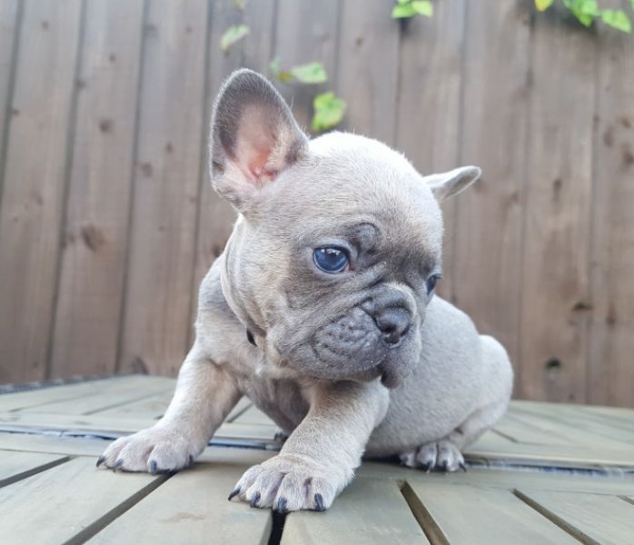 REGALO Cuccioli di Bulldog Francese