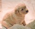 Golden cuccioli disponibili