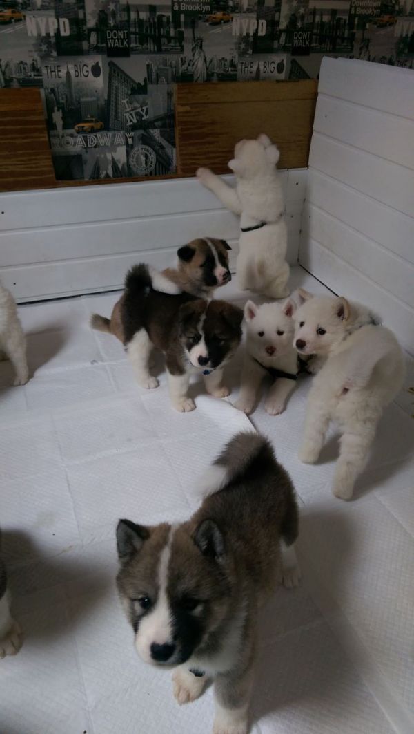  regalo cuccioli di Akita  inu disponibili per l'adozione