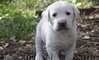 Belli cuccioli di Labrador  belli cuccioli di Labrador.,,