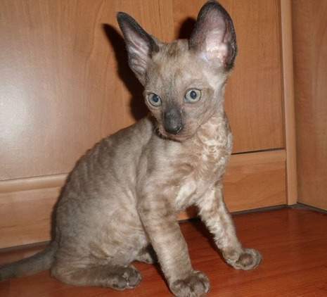 Bellissimo gattino Cornish Rex