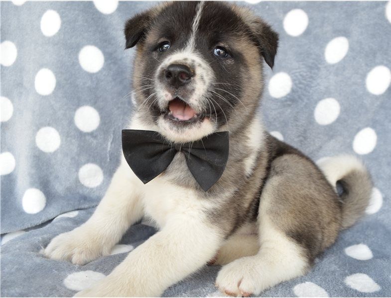 Regalo Cucciolo di Akita inu in pronta consegna i cuccioli verranno Dato dopo 90 giorni dalla nascit