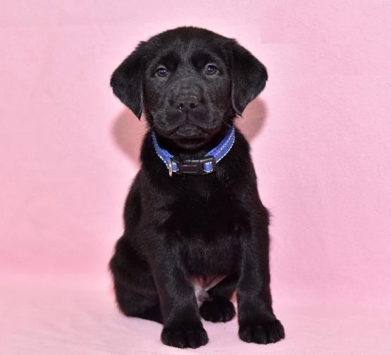 Labrador cuccioli introvabili cuccioli di Labrador albicoca intelligenti e dolcissimi attaccati al p