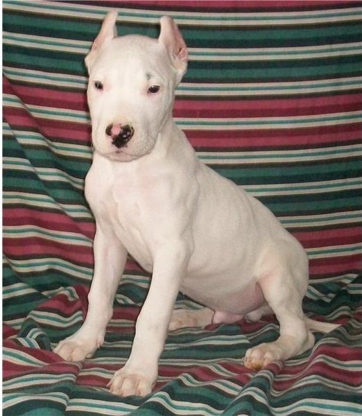 Regalo cuccioli di dogo argentino
