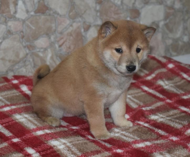  Cuccioli di shiba inu
