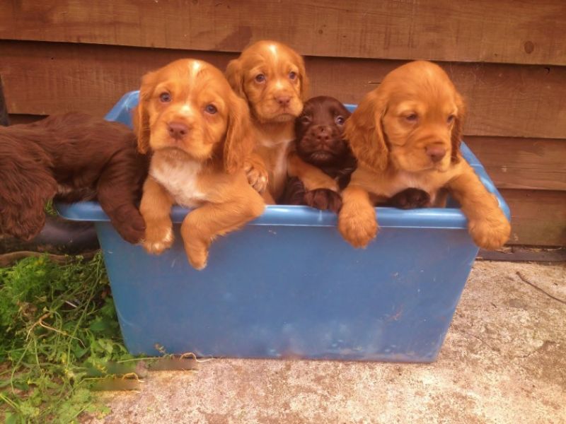 Regalo bambini cocker spaniel cuccioli Maschio e femmini cocker , con pedigree (acquistato da alleva