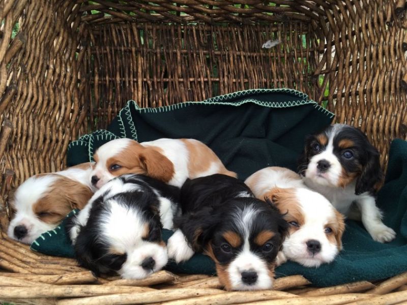  regalo cavalier king cuccioli meravigliosi !