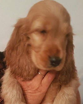 Cocker spaniel cuccioli puri