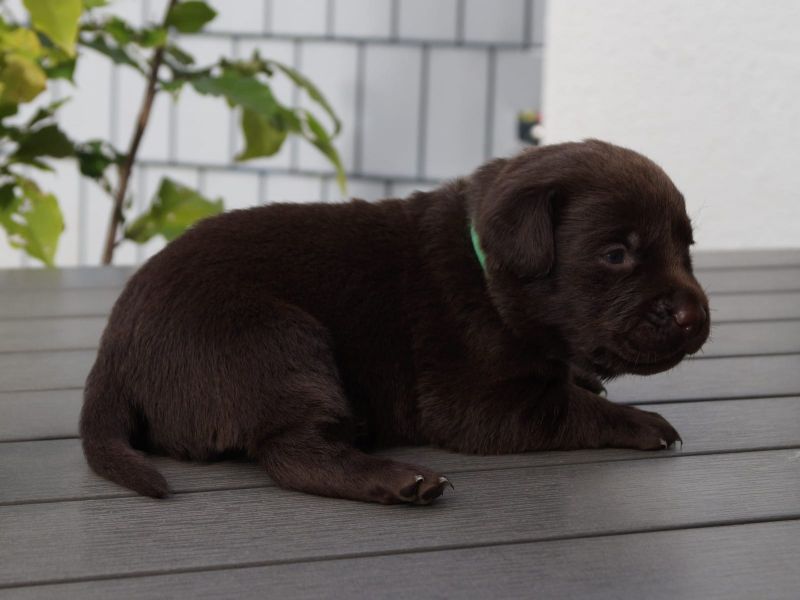 Cuccioli di labrador  ( per regalo )